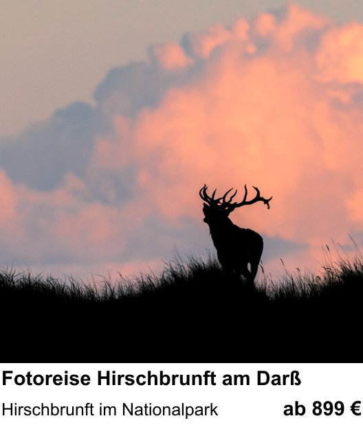 Praxisorientierter Fotoworkshop mit dem Thema Fotoreise Hirschbrunft am Darß: Hirschbrunft im Nationalpark