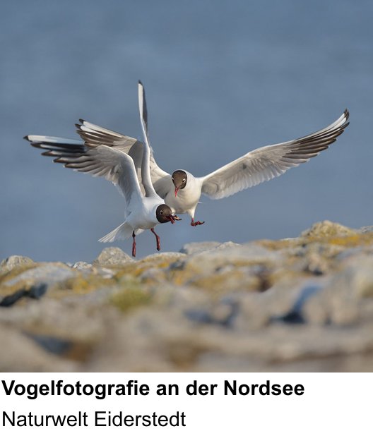 Praxisorientierter Fotoworkshop mit dem Thema Vogelfotografie an der Nordsee: Naturwelt Eiderstedt