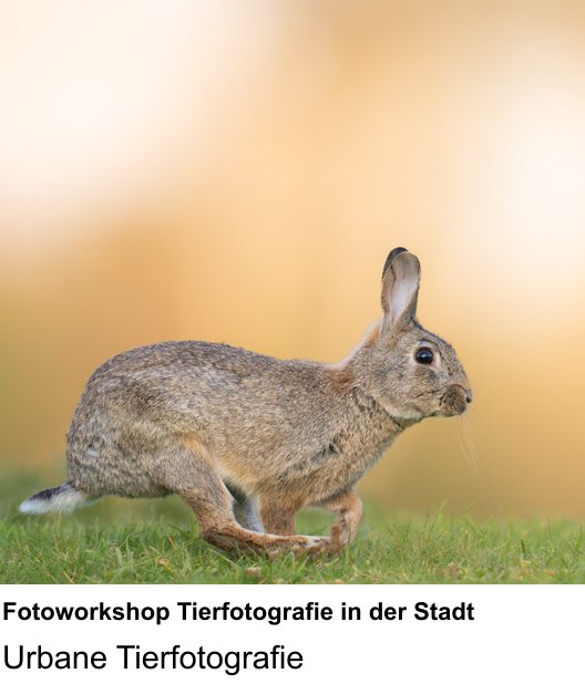 Kamera-Praxis in Mannheim: Fotoworkshop Tierfotografie in der Stadt – Urbane Tierfotografie