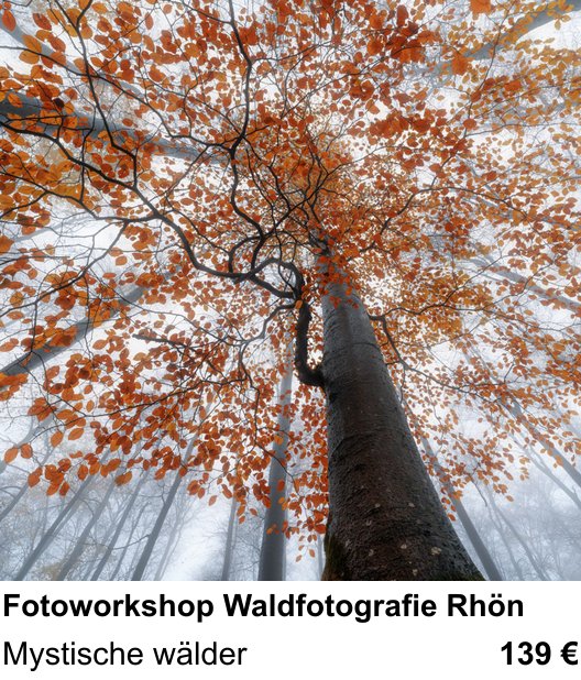 Praxisorientierter Fotoworkshop mit dem Thema Fotoworkshop Waldfotografie Rhön: Mystische wälder