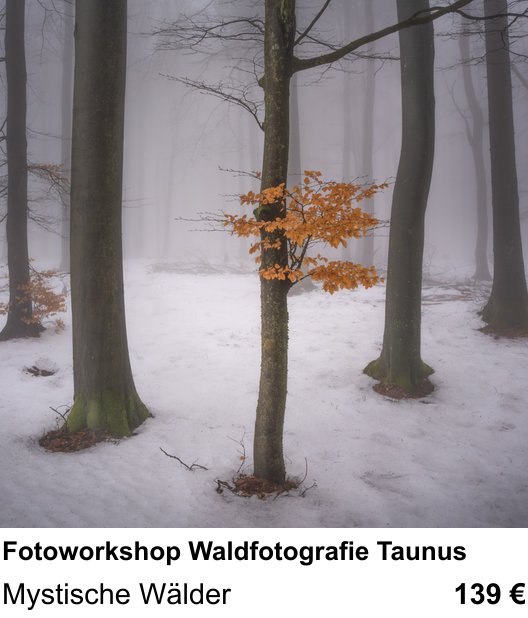 Praxisorientierter Fotoworkshop mit dem Thema Fotoworkshop Waldfotografie Taunus: Mystische Wälder