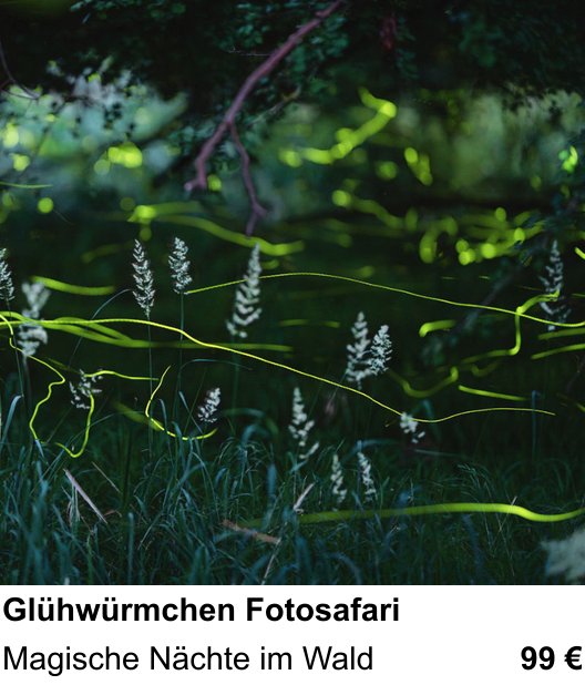 Praxisorientierter Fotoworkshop mit dem Thema Glühwürmchen Fotosafari: Magische Nächte im Wald