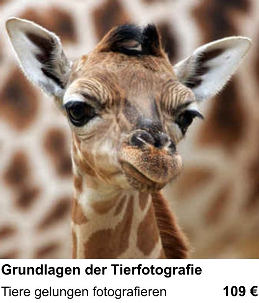 Kamera-Praxis in Mannheim: Grundlagen der Tierfotografie – Tiere gelungen fotografieren