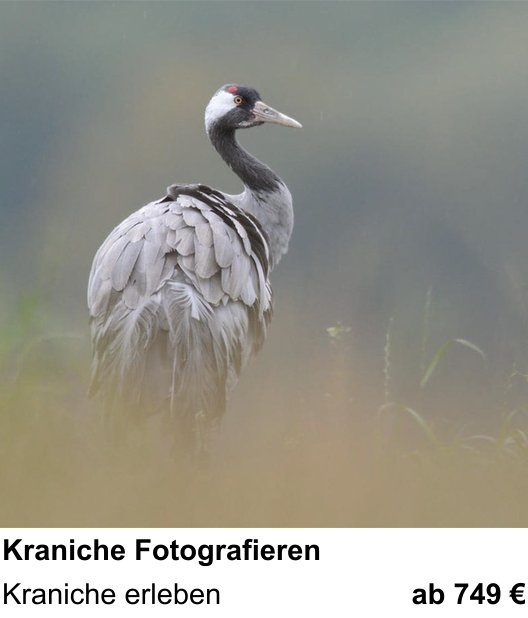 Praxisorientierter Fotoworkshop mit dem Thema Kraniche Fotografieren: Kraniche erleben