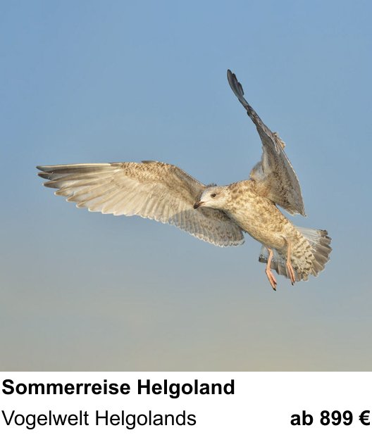 Praxisorientierter Fotoworkshop mit dem Thema Sommerreise Helgoland: Vogelwelt Helgolands