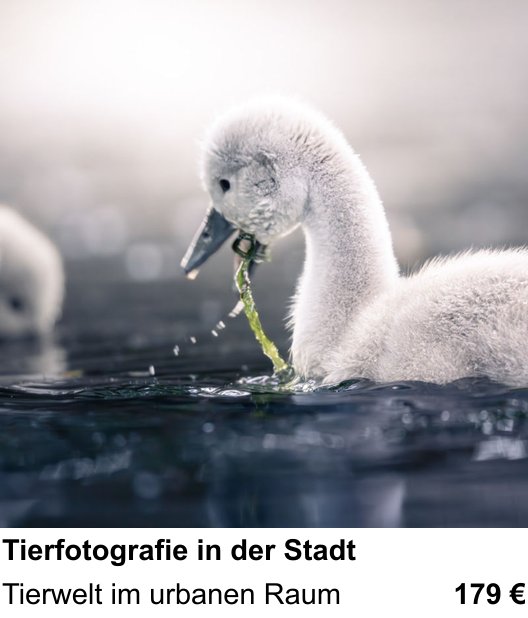 Kamera-Praxis in Mannheim: Tierfotografie in der Stadt – Tierwelt im urbanen Raum