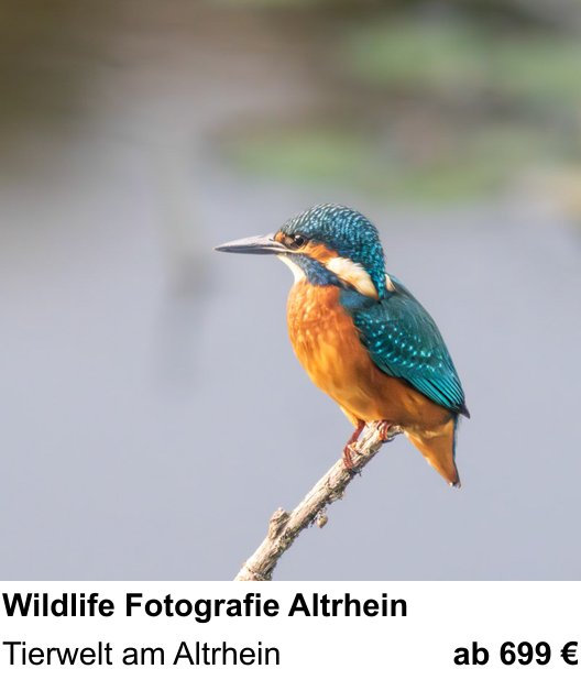 Praxisorientierter Fotoworkshop mit dem Thema Wildlife Fotografie Altrhein: Tierwelt am Altrhein