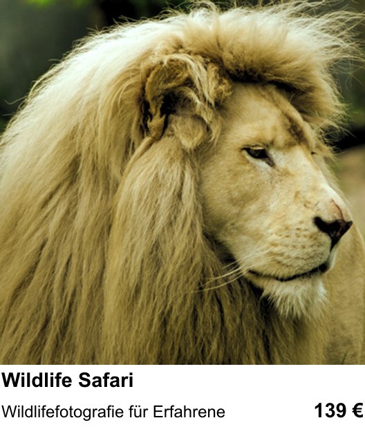 Kamera-Praxis in Mannheim: Wildlife Safari – Wildlifefotografie für Erfahrene