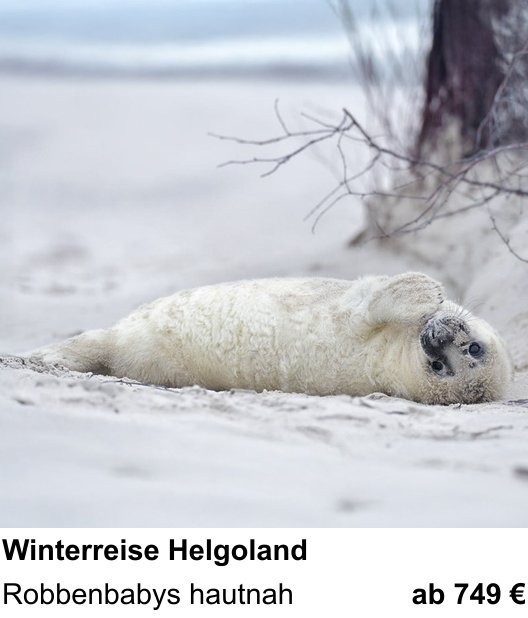 Praxisorientierter Fotoworkshop mit dem Thema Robbenfotografie auf Helgoland: Robbenbabys hautnah